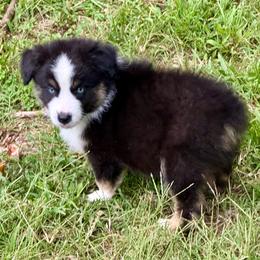 Harry - Black tri male Miniature Australian Shepherd puppy in Patterson, North Carolina from DreamLine Aussies