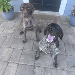 German Shorthaired Pointer All Grown Up from Star Bright Kennels