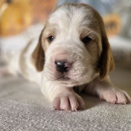 Perry - Red and white male Basset Hound puppy in Denison, Texas from Emma Lou's Baby Bassets