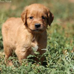 Polly Brown Boy - Dark golden male Golden Retriever puppy in Idaho Falls, Idaho from Once Upon A Dream Kennels