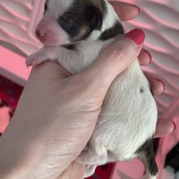 Papillon Puppies from Kerwan Papillons