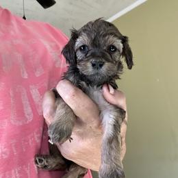 Bell - Sable female Goldendoodle puppy in Waynesboro, Virginia from Forest Creek Kennel