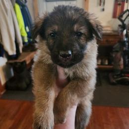 Wiley - Sable male German Shepherd puppy in Hope, Idaho from Fyrestorm Shepherds