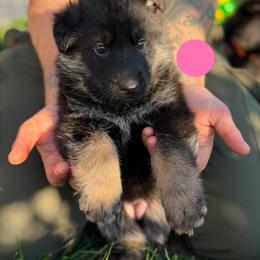 Gallant-Light Pink - Black and tan female German Shepherd puppy in Medical Lake, Washington from Nine Realms German Shepherds