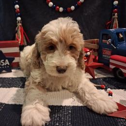 Otis - Brown and white male Aussiedoodle puppy in Mena, Arkansas from Ouachita River Cockapoos