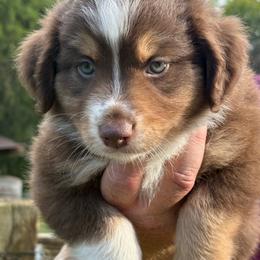 Dahlia - Red tri female Miniature Australian Shepherd puppy in Pinnacle, North Carolina from Higher Elevations Mini Aussies
