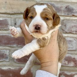 Blenheim Girl - Blenheim female Cavapoo puppy in Redding, California from Lipscomb Doodles