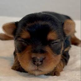 Phoebe - Blue and gold female Yorkshire Terrier puppy in Los Angeles, California from 818 Yorkies