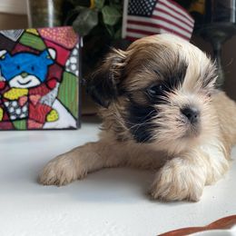 Boy 2 - Shih Tzu puppy in Troy, Michigan from "Shihtzu Best Friend"