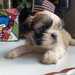 Boy 2 - Shih Tzu puppy in Troy, Michigan from "Shihtzu Best Friend"