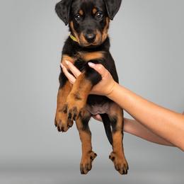 Beauceron Puppies from SilverStruck Kennels