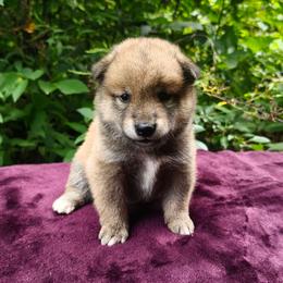 Leo - Sesame male Shiba Inu puppy in Illinois from Precious-Puppies