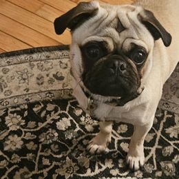 Monkey - Pug