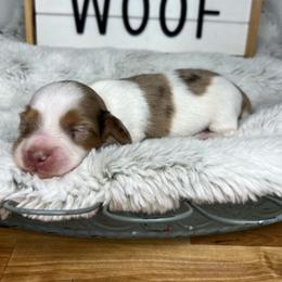 Tulip - Dapple female Dachshund puppy in Payette, Idaho from NT Mini Doxies