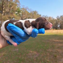 3300..Fin - Chocolate and tan male Dachshund puppy in Winter Haven, Florida from Gateway 2 Little Paws