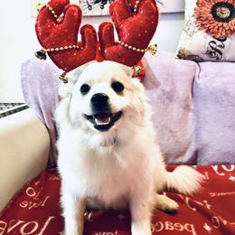 Terri - Cream female Pomeranian puppy in St. Louis, Missouri from Saint Louis Pomeranian babies