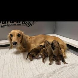 Dachshund Puppies from Channelledox