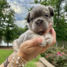 Boy 3 - male French Bulldog puppy in Fortson, Georgia from Diplomat Frenchies