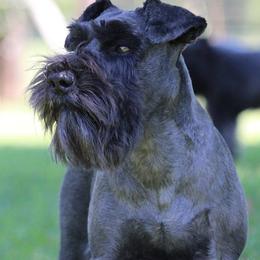 Beaux - Miniature Schnauzer