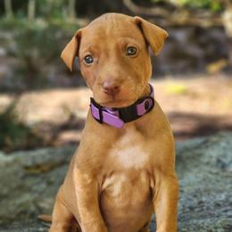 Nyx - Chestnut female Pharaoh Hound puppy in Snohomish, Washington from ACE Pharaoh Hounds