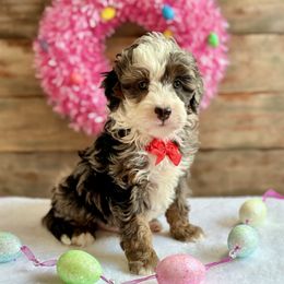 Boy 3 - Bernedoodle puppy in Munster, Indiana from Miranda’s Sunshine Poodles and Doodles