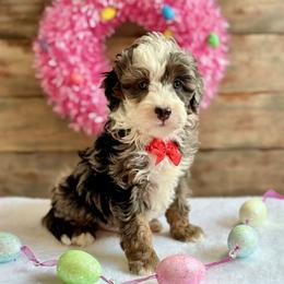 Boy 3 - Bernedoodle puppy in Munster, Indiana from Miranda’s Sunshine Poodles and Doodles
