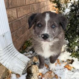 Toast - Blue merle male Border Collie puppy in Centerton, Arkansas from Chappell Breeding