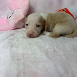 Layla - Cream female Dachshund puppy in Lake City, Florida from My Ditzy Doxies of Florida