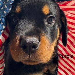 Purple - Black and mahogany male Rottweiler puppy in Williamsfield, Illinois from Jestors Rottweilers