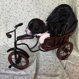 Poodle Puppies from Foxfire Hollow Standard Poodles