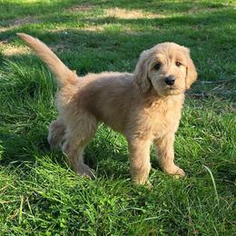Lance - Apricot male Goldendoodle puppy in Georgetown, Tennessee from Georgetown Designer & Purebred Puppies