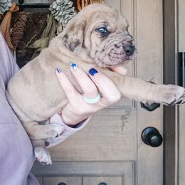 Great Dane Puppies from Pepper Mae Danes