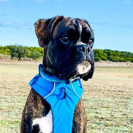 Boxers from TBD