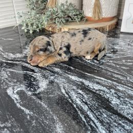 Roxy - Merle female Bernedoodle puppy in Holtwood, Pennsylvania from Country Ridge Puppies