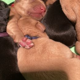 Labrador Retriever Puppies from Westbrook UK Labs