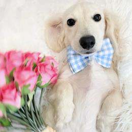 Ace neutered Fully vaccinated - Cream male Dachshund puppy in Richmond, Virginia from Irresistible Dachshunds & Cavaliers