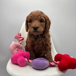 Tango - Red  male Goldendoodle puppy in Creston, Ohio from Mini Doodles Dandy