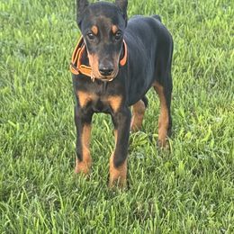 Enzo - Black and rust male Doberman Pinscher puppy in Aredale, Iowa from Royal Dynasty Dobermann Kennel