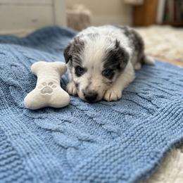Topaz - Blue merle male Australian Shepherd puppy in Ellensburg, Washington from Creekside Aussies