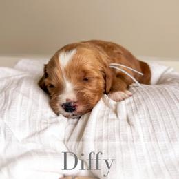 Diffy - Red  male Goldendoodle puppy in Melba, Idaho from KZ Doodles