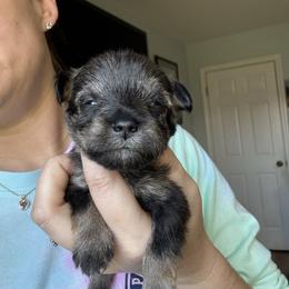 Red Collar - Sable male Schnoodle puppy in Winchester, Tennessee from Mahaffey’s Doodles