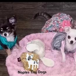 Chihuahua Puppies from Naples Tiny Dogs