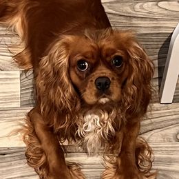 Cedar - Cavalier King Charles Spaniel