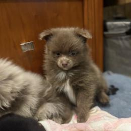 Lavender - Lavender male Pomeranian puppy in Skowhegan, Maine from Countryside Pomeranians