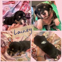 Lainey - Black and white female American Corgi puppy in Payson, Illinois from Creek Farm Corgis