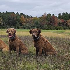 Chesapeake Bay Retrievers from Chesamo Chesapeakes