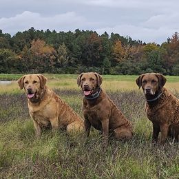Chesapeake Bay Retrievers from Chesamo Chesapeakes