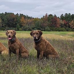 Chesapeake Bay Retrievers from Chesamo Chesapeakes