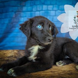 Maple - Black & white female Australian Shepherd puppy in Owego, New York from WildBloom Australian Shepherds