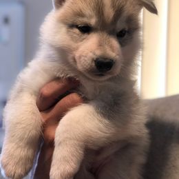 Siberian Husky Puppies from Umunhum